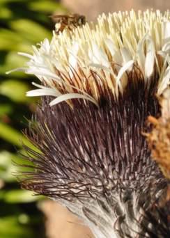 Bee visiting Oldenburgia grandis
